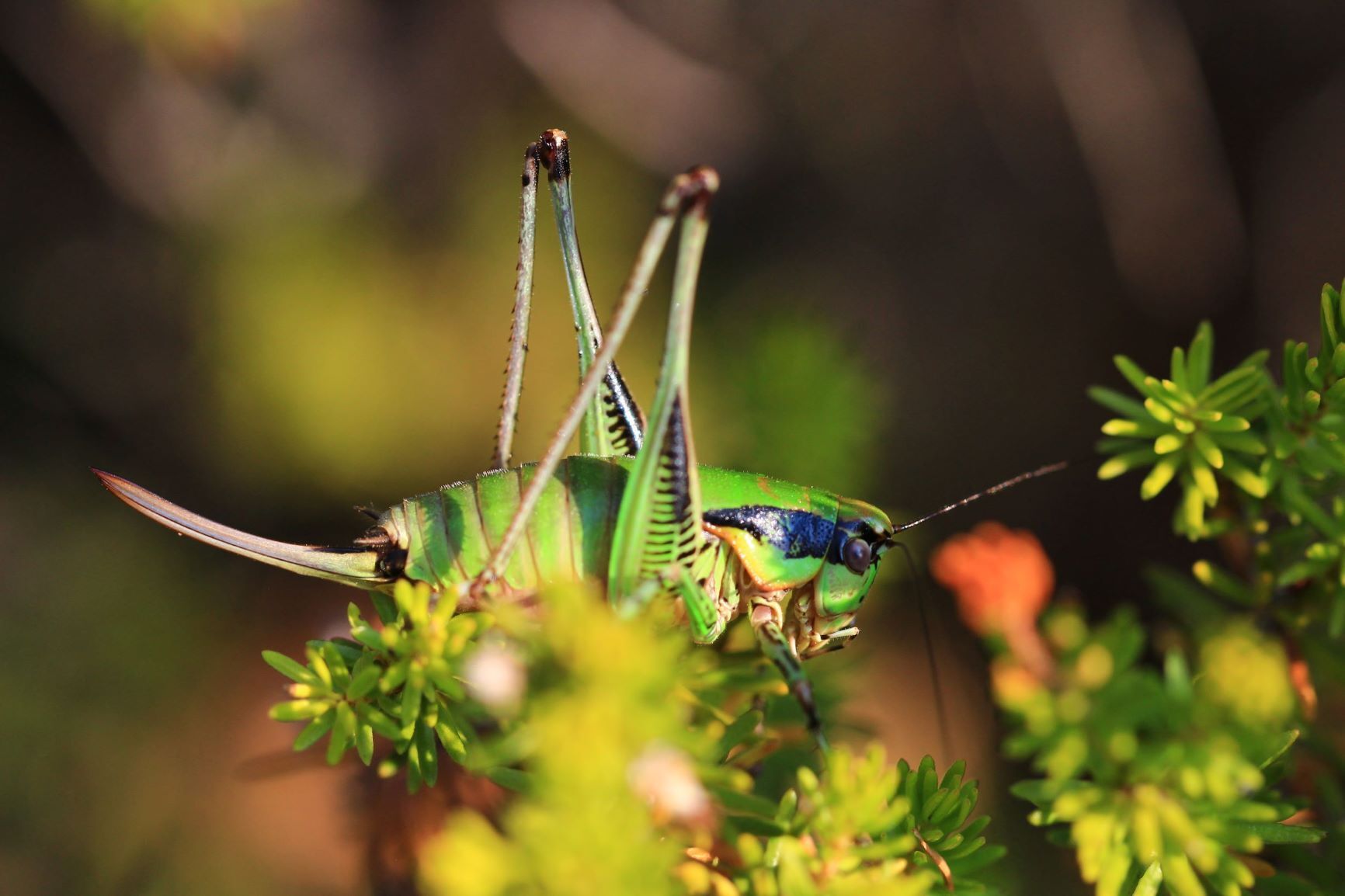 Eupholidoptera schmidti (Fieber, 1861): female in lateral view (from Croatia: Vis Isl.). (Otu).