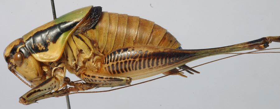 CollectionObject 1566349; 51c3f650-7dea-406e-ba24-8e073ef04250: male, lateral view (paratype). (CollectionObject).