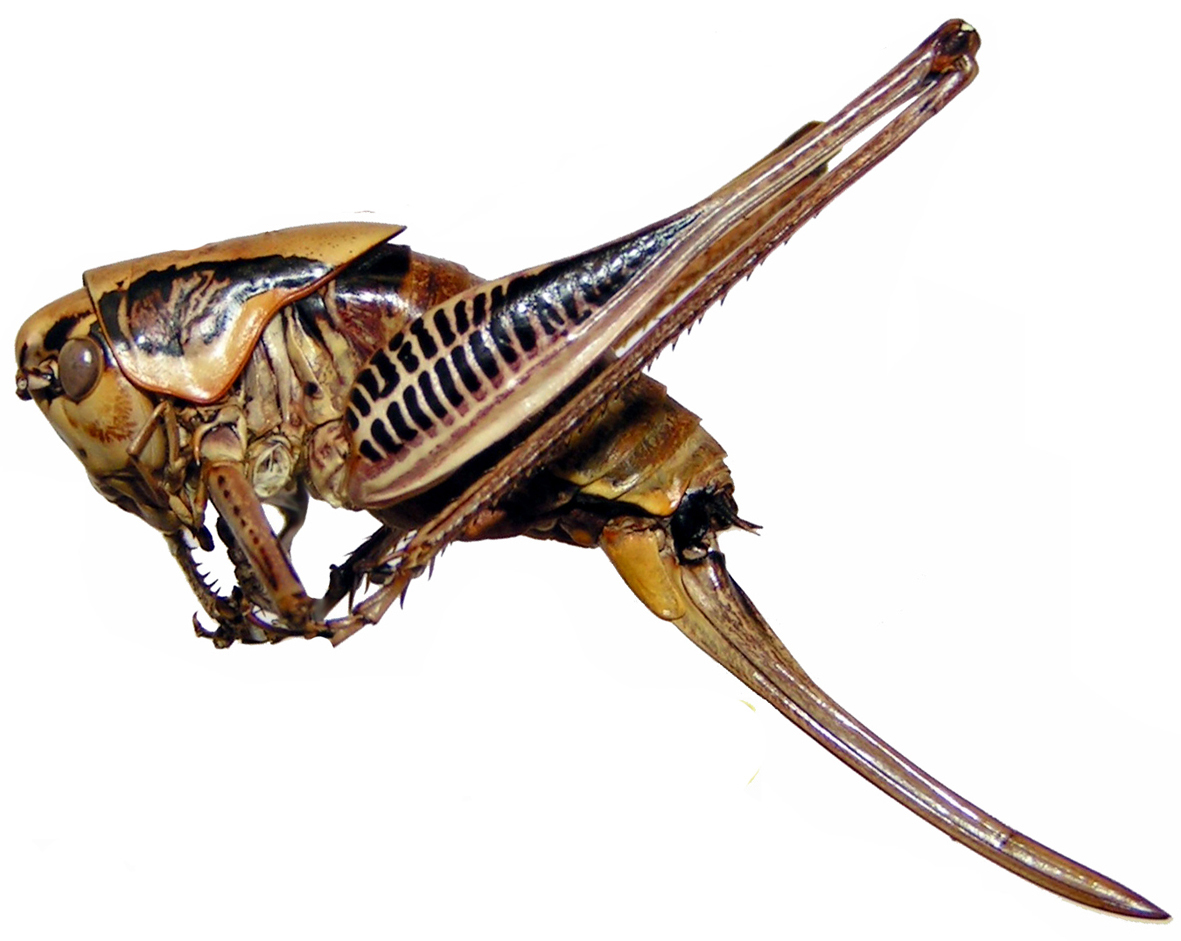 Eupholidoptera megastyla (Ramme, 1939): female (paratype of Eupholidoptera karatolosi, ovipositor length 21.4 mm). (Otu).