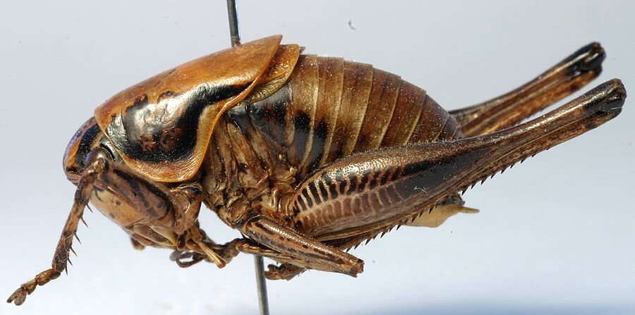 CollectionObject 1517250; 557c8329-9f49-4e6b-b774-5f58d6408ee2: male, lateral view (holotype). (CollectionObject).