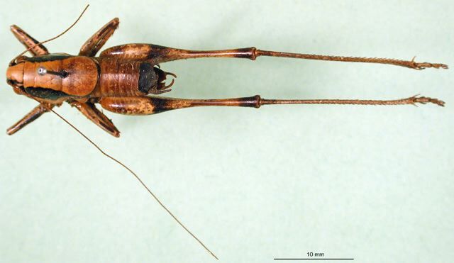 CollectionObject 1502603; 1a16e0a0-3f46-4436-b62c-bd9dcc7a38ea, DORSA BTeupannS01: male, dorsal view (syntype). (CollectionObject).