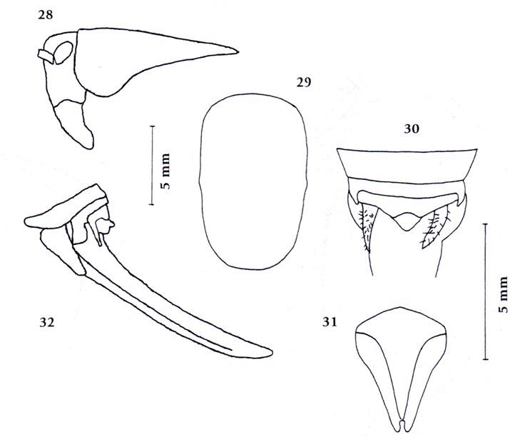 Eupholidoptera peneri Kaltenbach, 1969: figures from Katbeh et al. 2001 (Uvarovistia rammei). (Otu).