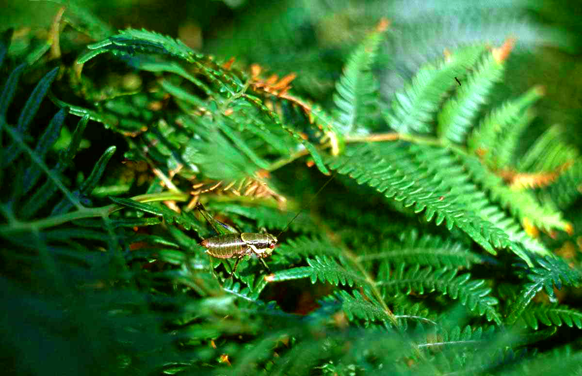 CollectionObject 1576963; 244b9303-a1a0-4067-b0ec-b0d96b745a8e, CHX230: male. (CollectionObject).