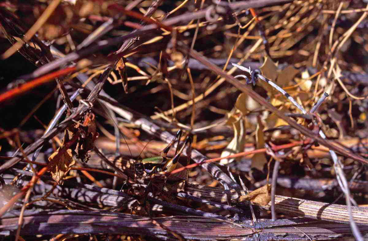 CollectionObject 1571649; e22bd3c5-ba2e-487c-8484-935750060939, CH5715: (CollectionObject).