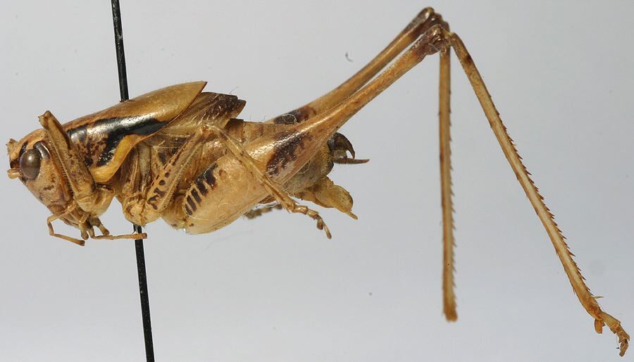 CollectionObject 1517141; 30493050-9c5d-42cd-98b7-30c2f6b4b93c: male habitus, lateral view (holotype). (CollectionObject).