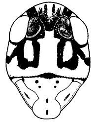Eupholidoptera excisa (Karabag, 1952): female head, frontal view (from Karabag 1952). (Otu).