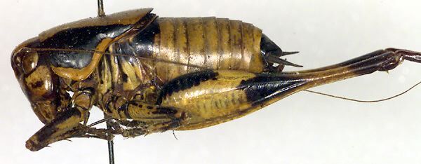 CollectionObject 1502511; 96dc308d-ec32-4976-99b9-8efb80f1803d: male, lateral view (paratype). (CollectionObject).