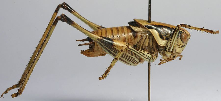 CollectionObject 1517146; 6d3c0643-e009-48c2-9fa3-921153e3d7ed: male, lateral view (holotype). (CollectionObject).