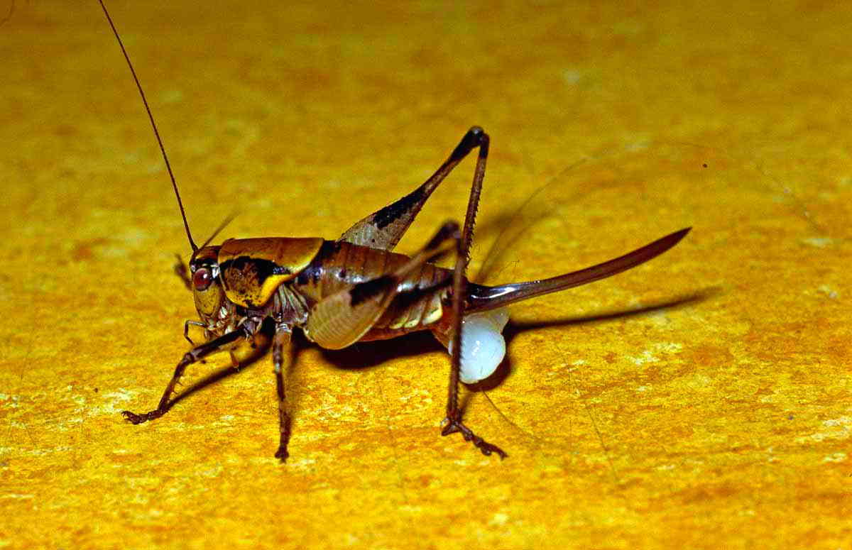 CollectionObject 1536601; CH5727, 1cb6dce8-6c46-4e87-952d-f1401ee4df42: female with spermatophore. (CollectionObject).