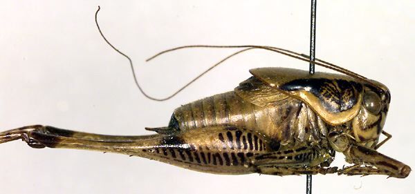 CollectionObject 1500463; a08f6469-5717-441e-964e-3a8ed6add1ef, DORSA BTeupsevHTM: male, lateral view (holotype). (CollectionObject).