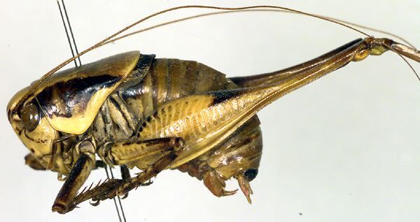 CollectionObject 1500464; 55ac6720-48ea-4fdc-ba8d-6e7b1b904321: male, lateral view (holotype). (CollectionObject).