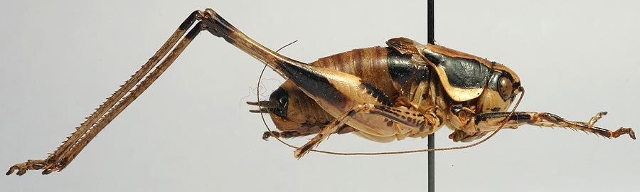 CollectionObject 1517148; 64849e01-ead3-410e-948a-58df04b8d4ad: male, lateral view (holotype). (CollectionObject).