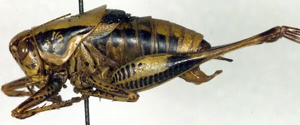 CollectionObject 1500465; 595cf881-78f8-44b3-8ee5-e3f9a1dd8643: male, lateral view (holotype). (CollectionObject).