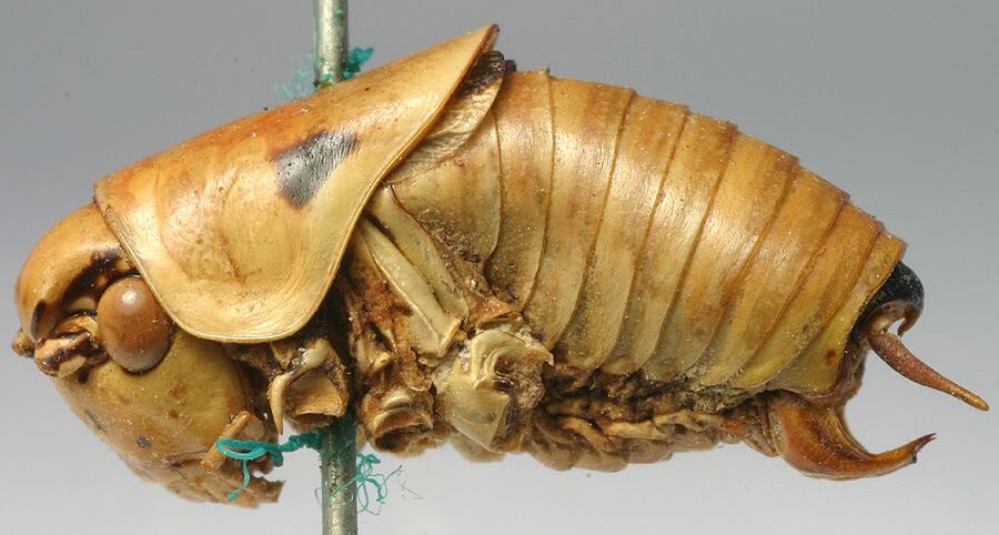 CollectionObject 1517149; b05e5028-2fb2-4802-b310-5f06bae8318d: male, lateral view (holotype). (CollectionObject).