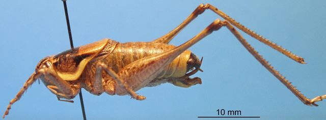 CollectionObject 1536550; cdfa8a1f-b479-4655-b0c9-fb651d24322f: male, lateral view (paratype). (CollectionObject).