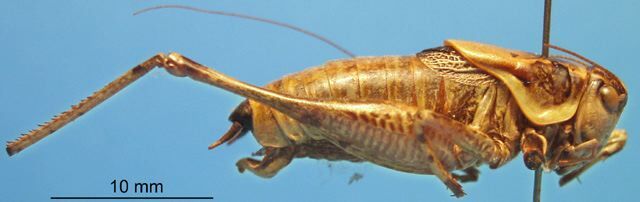 CollectionObject 1479238; e3bdfd03-41b6-48e1-aa69-d1b6419e755a: male, lateral view (paratype). (CollectionObject).