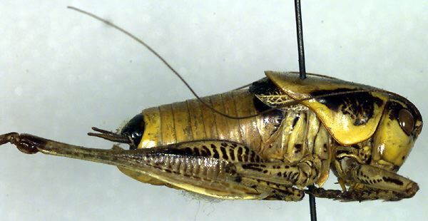 CollectionObject 1500455; 8ce4264a-72a9-4e5d-9b1b-70d357e7568d: male, lateral view (holotype). (CollectionObject).