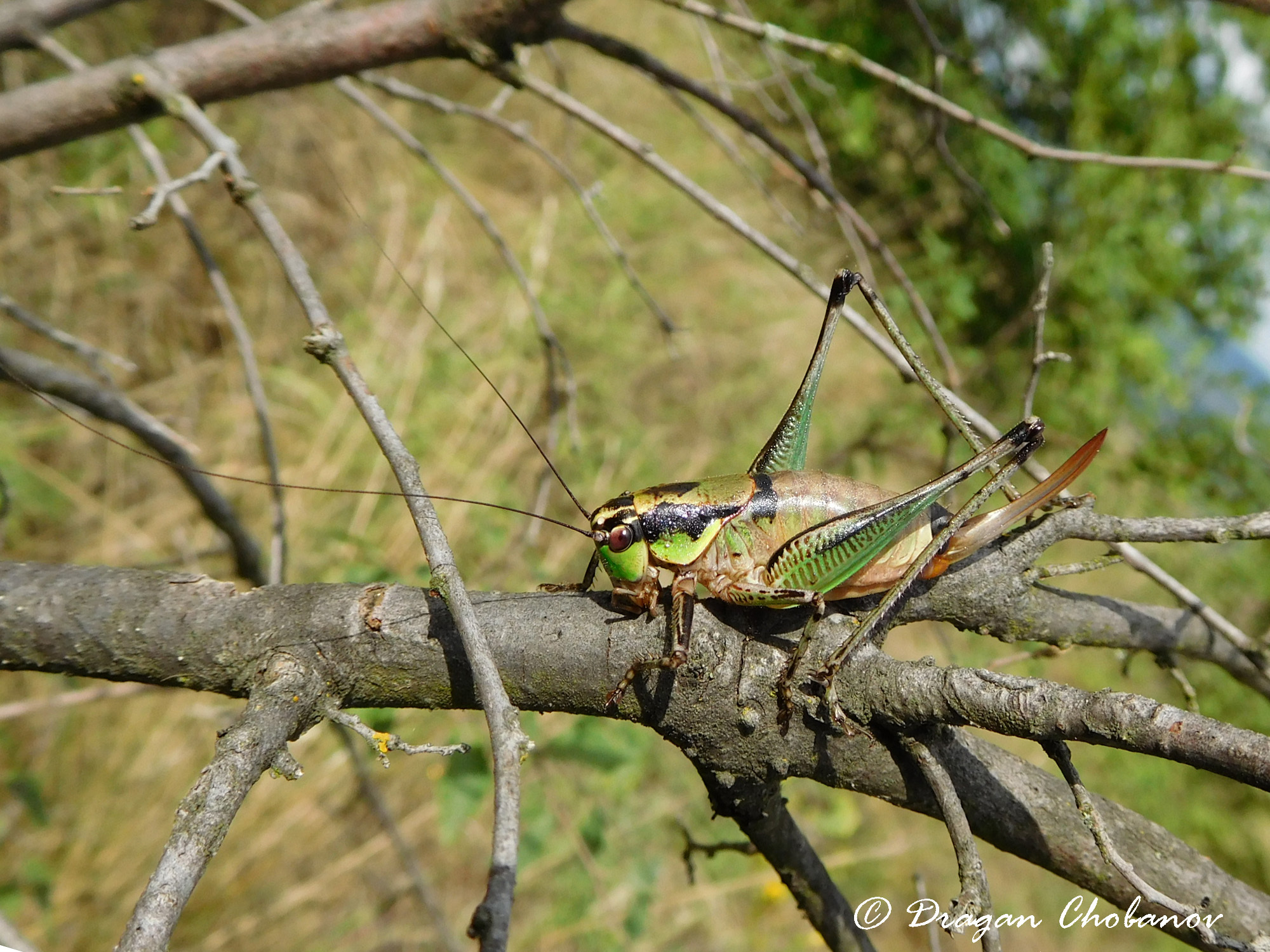 CollectionObject 1588020; f09bd22b-14ab-406d-8884-2aa36e5a485b: female, GR: Crete, Prases. (CollectionObject).