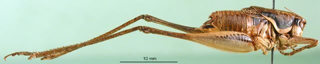 CollectionObject 1500470; 375b69c6-ace0-47d1-9ec3-e339886afe31: male, lateral view (syntype). (CollectionObject).