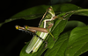 FieldOccurrence 3698; 7773cf17-2672-43f5-a73a-4e587e62aa2e; Argentina
Parque Nacional El Impenetrable, 2019/12/27: (FieldOccurrence).