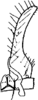 Subgenital plate: !! display not done !! on Smyga distincta Dworakowska, 1995: genital plate. (Observation).