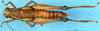 CollectionObject 1505073; c93b0f74-acfc-47db-b5b6-e9eca7e1fb59: female, dorsal view (syntype). (CollectionObject).