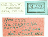 CollectionObject 1532564; 35dcb7ab-4208-4542-aefd-b9c86d185cab: labels ("neotype"). (CollectionObject).