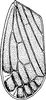 Forewing: !! display not done !! on Turrutus socialis (Flor, 1861): Forewing. (Observation).