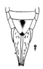 Ovipositor: !! display not done !! on Ehagua dubiosa (Dozier, 1931): (Observation).