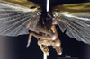 CollectionObject 1530637; 37b88a9a-3b65-4900-bce6-808c1e3984f9: male cerci (syntype). (CollectionObject).