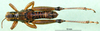 CollectionObject 1502571; e32dbaa0-d4b4-4f35-a35c-14785857a8a8: female, dorsal view (syntype). (CollectionObject).