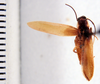 Euhypnorna grata Hebard, 1921: Photo taken by Heidi Hopkins. (Otu).