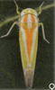 Habitus, dorsal view: !! display not done !! on Alebra albostriella (Fallén, 1826): Abdomen, sternal apodemes, ventral view. (Observation).