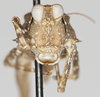 CollectionObject 1577235; 94a6e220-6f82-4ef0-b0ab-9401be90e458: female, frontal view (paratype). (CollectionObject).