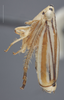 Habitus, lateral view on Commellus comma (Van Duzee, 1892): Lateral Female. (Observation).