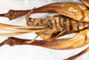 CollectionObject 1531305; a1cc15af-0db5-49c5-8bf9-5d9f54176488: female, ventral view (syntype). (CollectionObject).