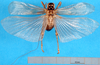 CollectionObject 1500155; e6713855-9cc7-4867-a669-aca9575c269a, MfN 4787: male, dorsal view (holotype of Gryllacris alternans). (CollectionObject).