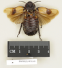 CollectionObject 1572845; 8a07e2e9-77a6-4043-80f8-6ad22d1176b7: Copyright Natural History Museum, London. Non-type (adult female) in BM(NH). Dorsal view. (CollectionObject).