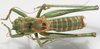 CollectionObject 1527088; cb52e0e0-0be1-424a-9374-e3b3a4b32268: male, dorsal view (holotype). (CollectionObject).