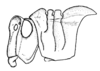 Conometopus sulcaticollis (Blanchard, 1851): Fig. 39. Female, head and pronotum (Coquimbo). (Otu).