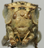 Aglaothorax giganteus (Rentz & Birchim, 1968): male face (paratype). (Otu).