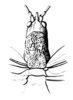 Macroxiphus nasicornis Pictet, 1888: Pg. 82, Pl.2, Fig.26. female, head and thorax. (Otu).