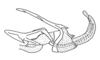 Ociotettix lubricus Amédégnato & Descamps, 1979: Fig. 8. phallic complex without epiphallus, lateral view. (Otu).