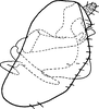 Pygofer, lateral view on Shadelphax eforiae (Dlabola, 1961): Pygofer, lateral view. (Observation).