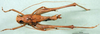 CollectionObject 1500371; 237b4136-0f41-45ee-86bd-ddf7d24bfce2: male, dorsal view (syntype). (CollectionObject).