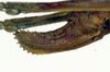 CollectionObject 1502532; 6f308df4-5b52-4a00-b54c-82bd29ced421: ovipositor (allotype). (CollectionObject).