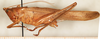 CollectionObject 1595717; 2adf3d38-e68c-47c3-bcf8-96bd8b6f0ef3: male, lateral view. (CollectionObject).