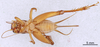 CollectionObject 1961571; 498283df-9f9d-4ebe-9792-95fc21ac0bab, ANSP004_GRYLL_ANSP: Female, ventral view (paratype). (CollectionObject).