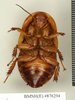 Sibylloblatta panesthoides (Walker, 1868): Copyright Natural History Museum, London. Holotype (adult female) in BM(NH). Ventral view. (Otu).