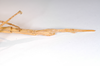 CollectionObject 1561110; 970086b2-1207-4fb3-bdca-9a1edf86cf4d: copyright MNCN, Madrid. female: end of abdomen, ventral view (holotype). (CollectionObject).